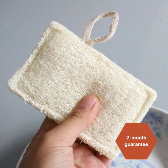 THE 2 SHELL SPONGES