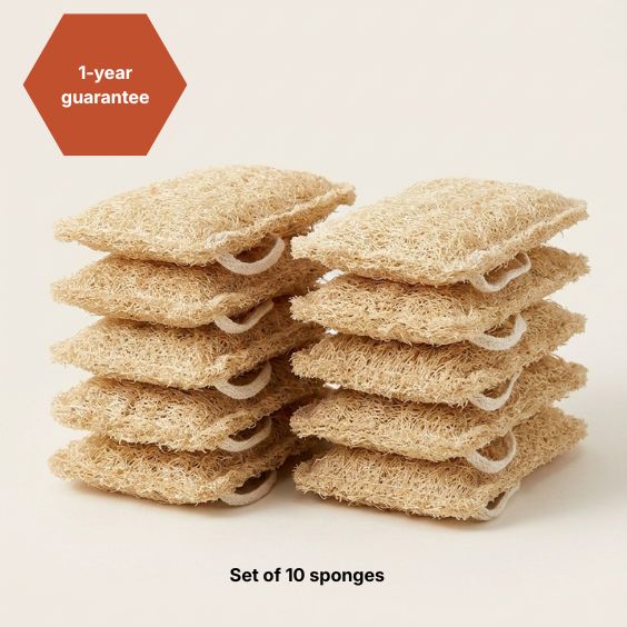 THE 10 SHELL SPONGES