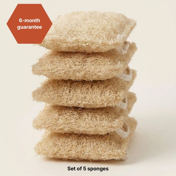 THE 5 SHELL SPONGES
