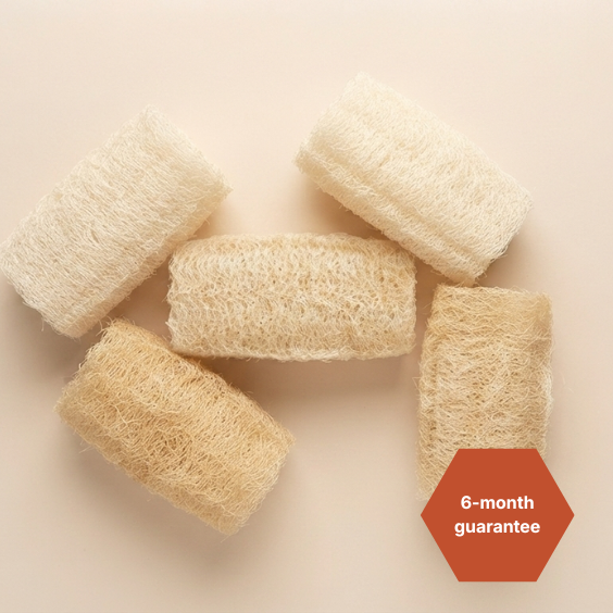 THE 5 SHELL SPONGES
