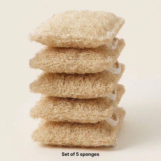 THE 5 SHELL SPONGES
