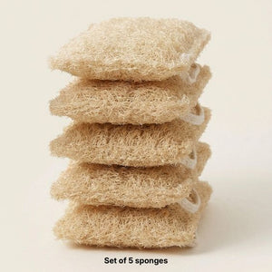 THE 5 SHELL SPONGES
