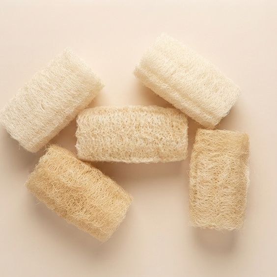 THE 5 SHELL SPONGES