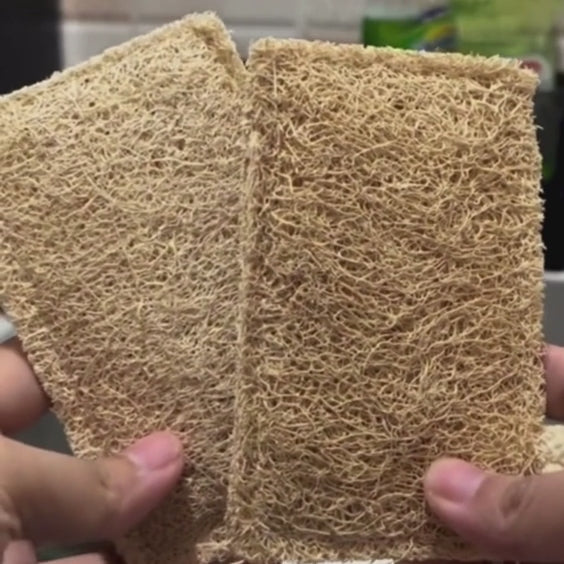 THE 10 SHELL SPONGES